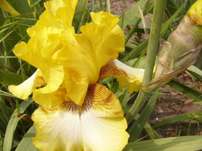 Iris Local Hero - ANUL 2016 FLORI II