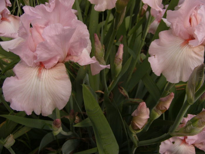 Iris Vision in pink - ANUL 2016 FLORI II