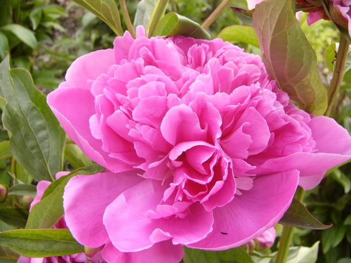 P1260428 - ANUL 2016 FLORI II