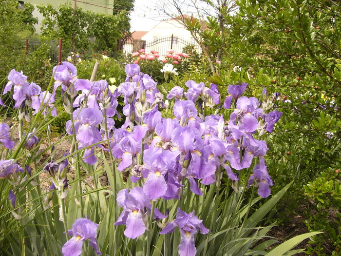 Iris Pallida Dalmatica - ANUL 2016 FLORI II