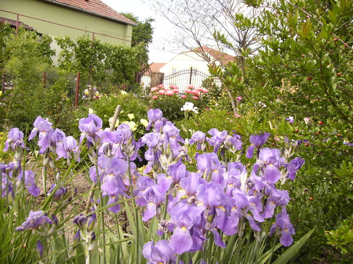 P1260440 - ANUL 2016 FLORI II