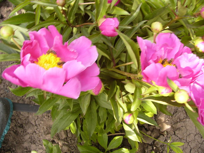 P1260456 - ANUL 2016 FLORI II