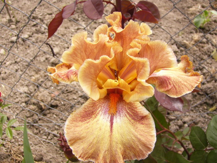 Iris Ruffled Copper Sunset - ANUL 2016 FLORI II