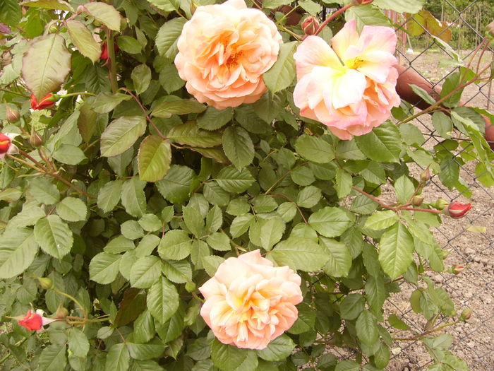 Rosa Westerland - ANUL 2016 FLORI II