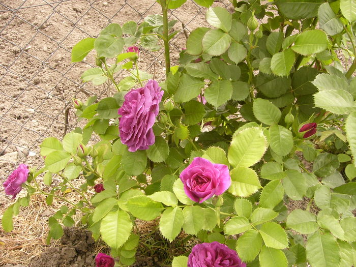 P1260486 - ANUL 2016 FLORI II