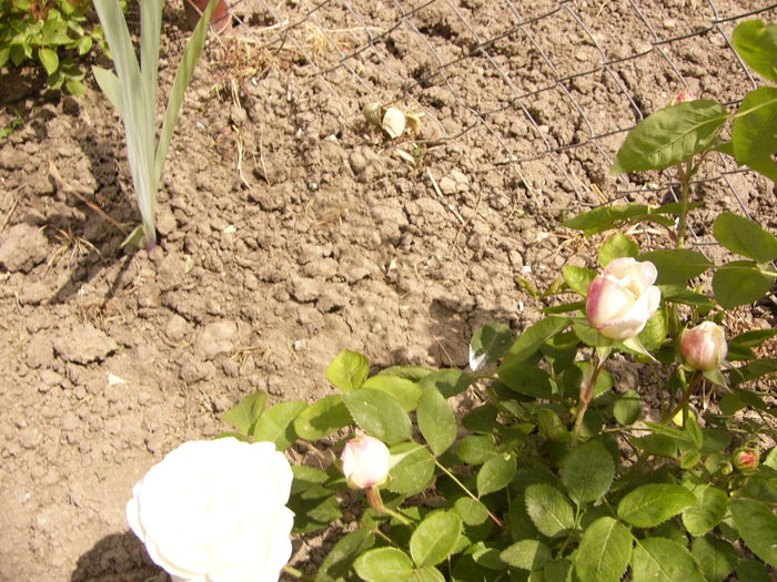 P1260491 - ANUL 2016 FLORI II