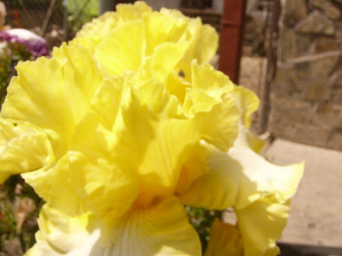 P1260494 - ANUL 2016 FLORI II