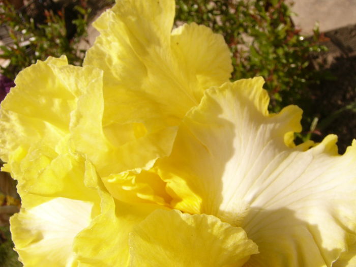 P1260495 - ANUL 2016 FLORI II