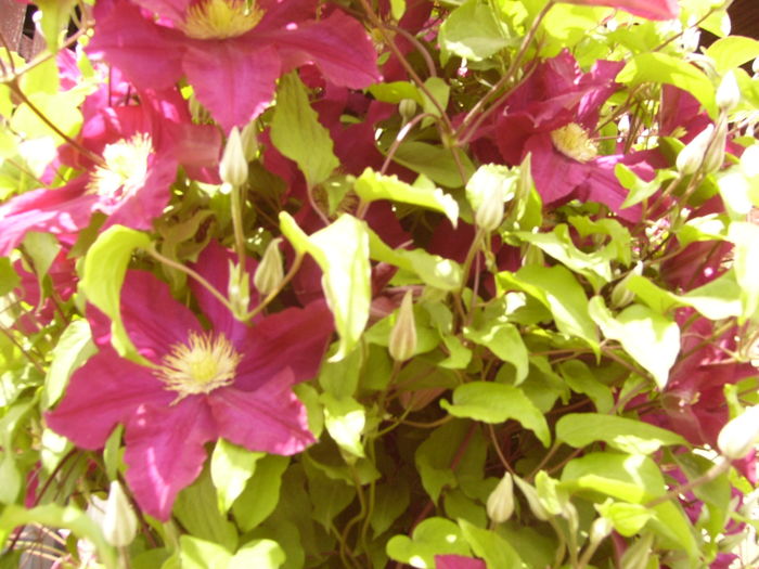 P1260497 - ANUL 2016 FLORI II