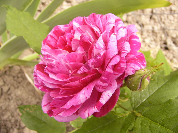 Rosa Ferdinant Pichard - ANUL 2016 FLORI II