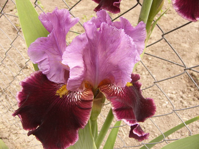 Iris Double agent - ANUL 2016 FLORI II