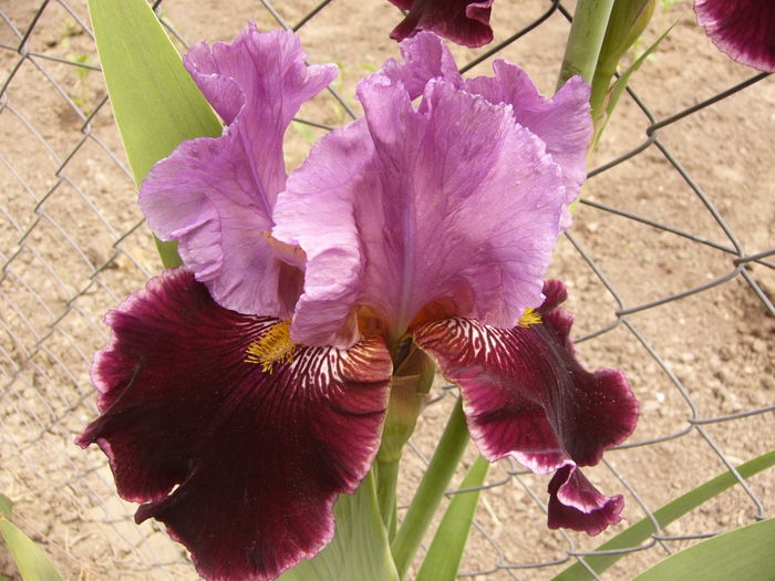 Iris Double agent