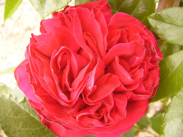 Rosa Erick Tabarly - ANUL 2016 FLORI II