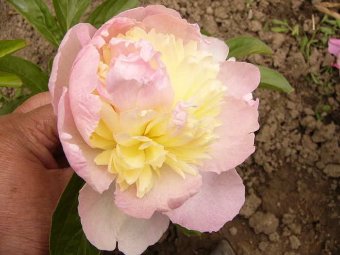 Paeonia Laura Desert - ANUL 2016 FLORI II