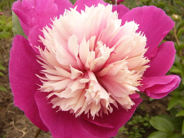 Paeonia Gay Paree