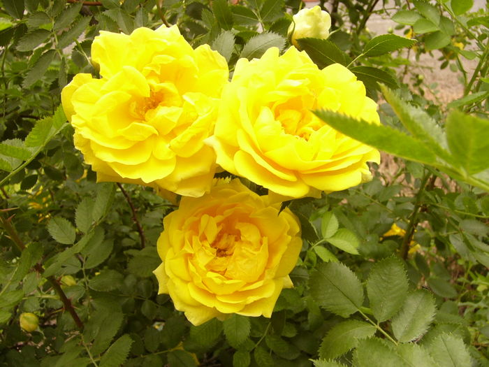 Rosa Persian Yellow