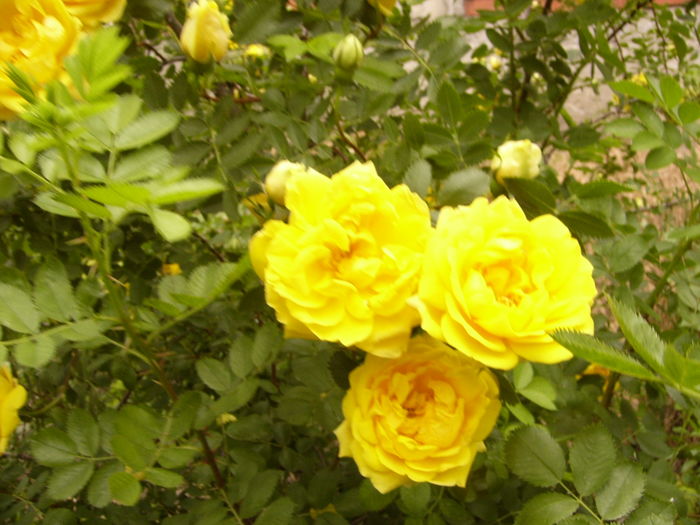 P1260525 - ANUL 2016 FLORI II