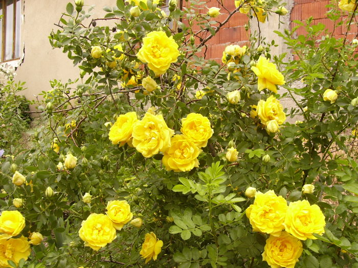 P1260526 - ANUL 2016 FLORI II