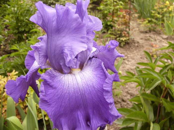 Iris Memphis blue - ANUL 2016 FLORI II