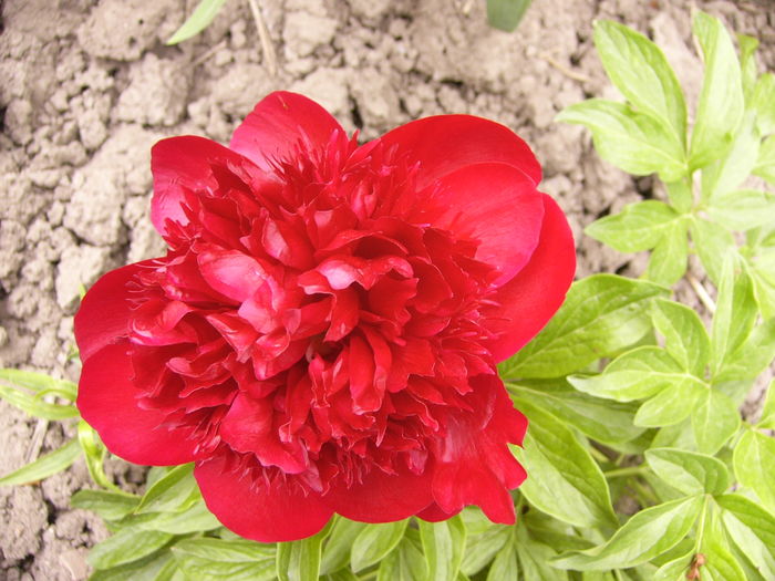 Paeonia Red Charm - ANUL 2016 FLORI II