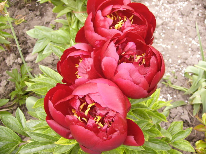 P1260554