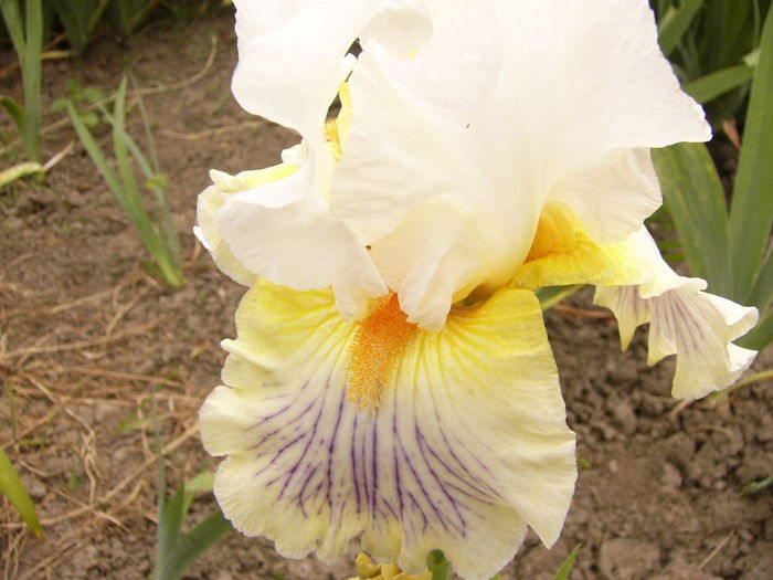 Iris Expose - ANUL 2016 FLORI II