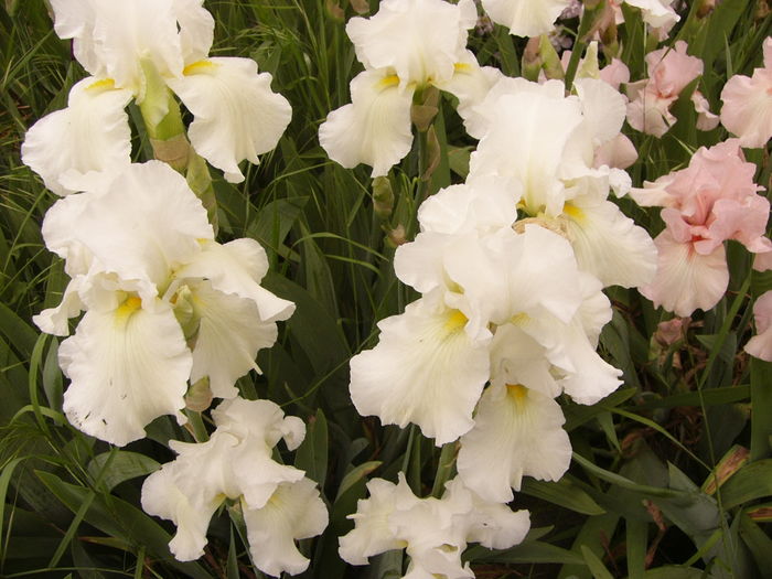 Iris Boule de neige - ANUL 2016 FLORI II