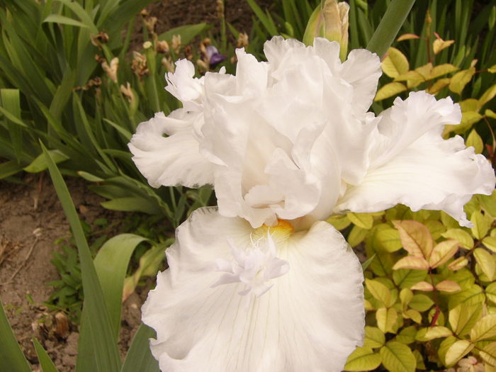 Iris Mesmerizer