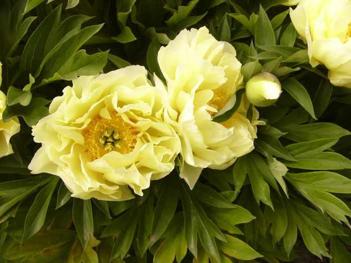 Paeonia Bartzela - ANUL 2016 FLORI II