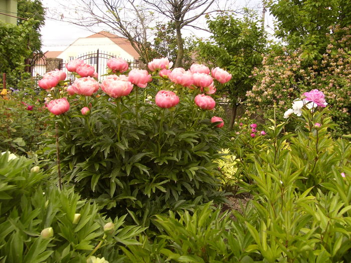 Paeonia Coral Charm - ANUL 2016 FLORI II