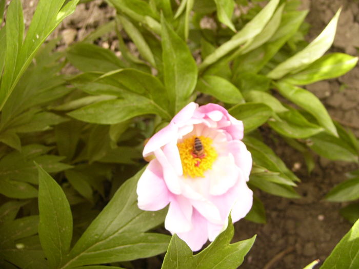 Paeonia portaltoi de la un bujor arbustiv - ANUL 2016 FLORI II