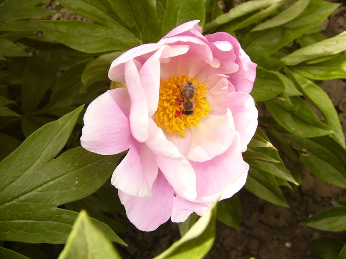 P1260621