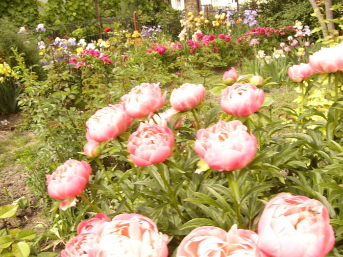 Paeonia Coral Charm