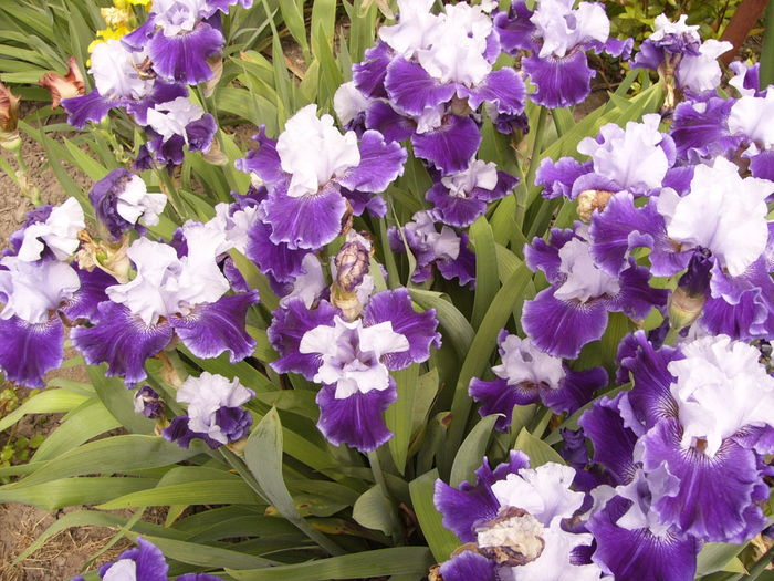 Iris Wold Premier