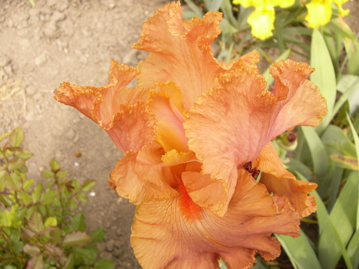 Iris Lava