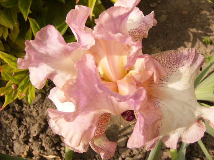 P1260642