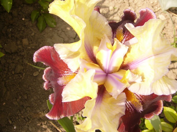 Iris Finalist
