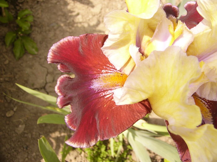 Iris Finalist