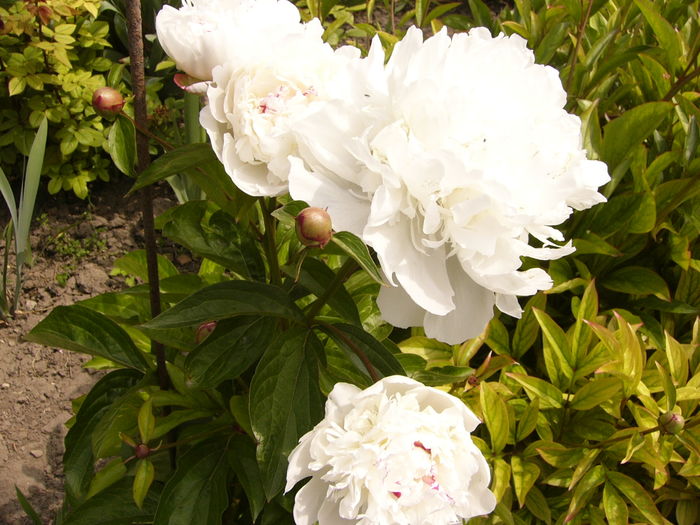 P1260653