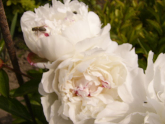 P1260657