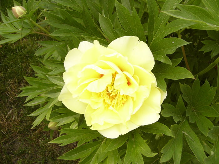 Paeonia itoh Bartzela