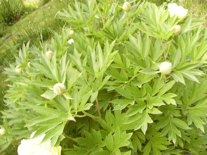 P1260665