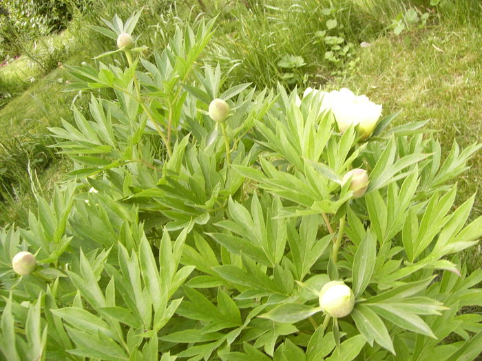 P1260666