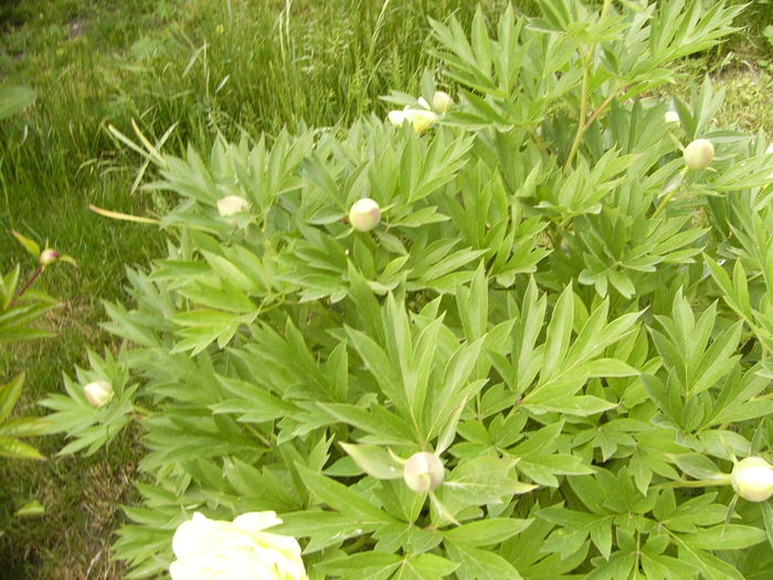 P1260667