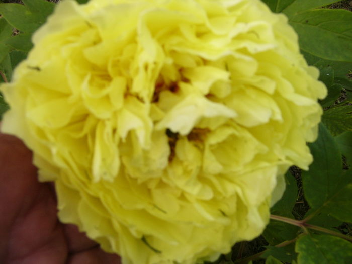 Paeonia itoh Yellow Crown