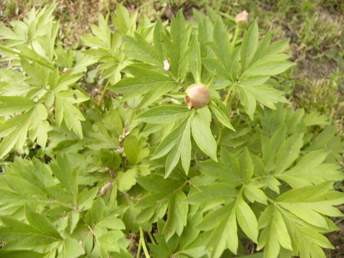 P1260673
