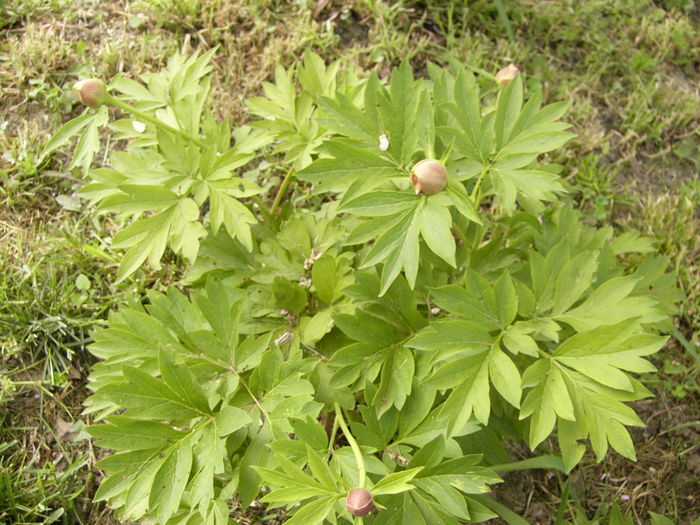 P1260674