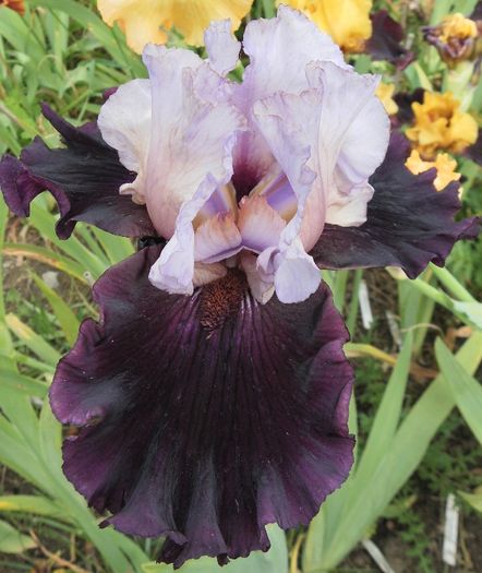 Evening Drama (2) - Iris oferta 2016