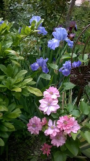 WP_20160511_005 - CLEMATITE