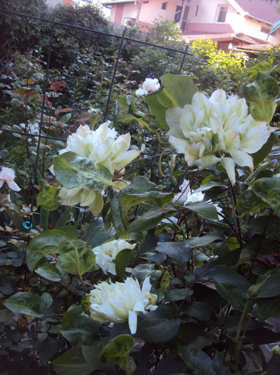 DSC00041 - CLEMATITE